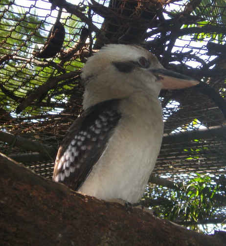 le kookaburra