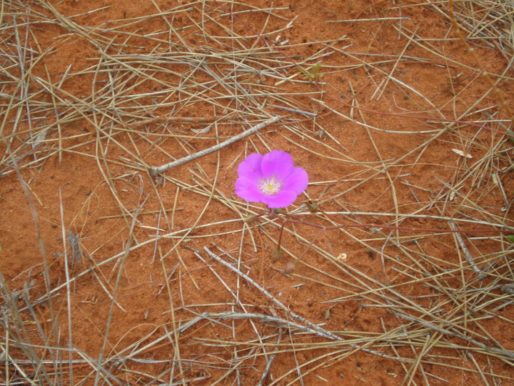 une fleur rose au milieu du désert